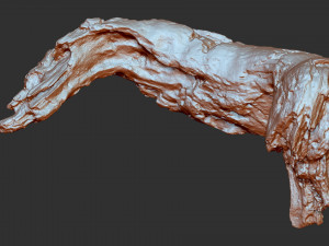3d scan of tree trunk in highpoly Modelo 3D
