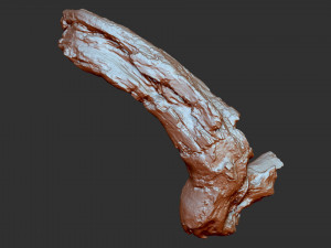3d scan of tree trunk in highpoly Modelo 3D