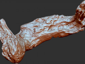 3d scan of tree trunk in highpoly Modelo 3D