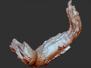 3d scan of tree trunk in highpoly Modelo 3D