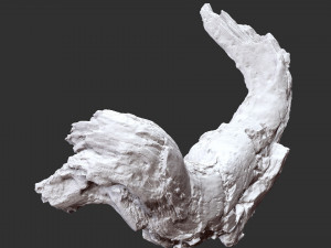 3d scan of tree trunk in highpoly Modelo 3D