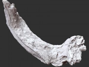 3d scan of tree trunk in highpoly Modelo 3D