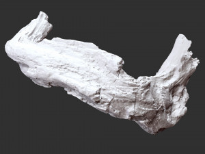3d scan of tree trunk in highpoly Modelo 3D