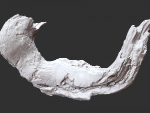 3d scan of tree trunk in highpoly Modelo 3D