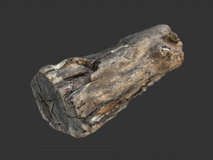 A realistic section of tree trunk Modelo 3D