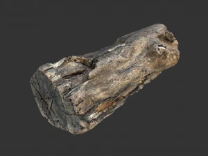 Uma se&ccedil;&atilde;o realista do tronco de uma &aacute;rvore Modelo 3D