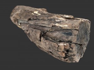 A realistic section of tree trunk 3D मॉडल