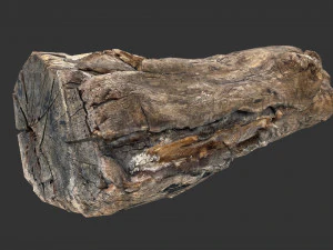 A realistic section of tree trunk 3D Model