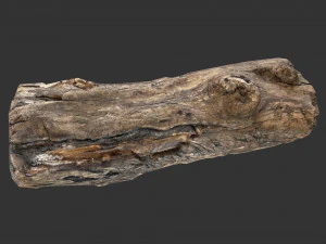 A realistic section of tree trunk 3D Model