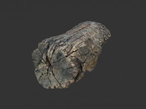 A realistic section of tree trunk 3D Model