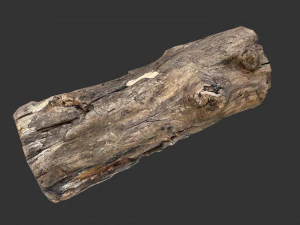 A realistic section of tree trunk 3D Model