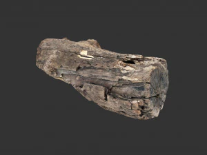 A realistic section of tree trunk 3D Model