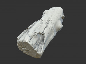 A realistic section of tree trunk 3D मॉडल