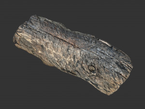 A realistic section of tree trunk 3D मॉडल