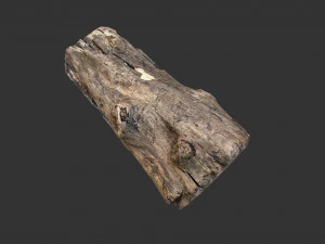 A realistic section of tree trunk 3D Model