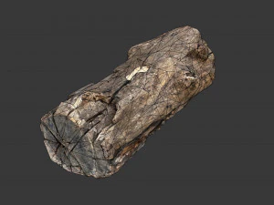 A realistic section of tree trunk 3D Model