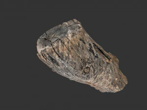 A realistic section of tree trunk 3D Model