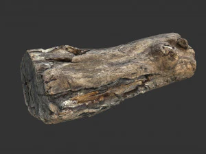 A realistic section of tree trunk 3D Model