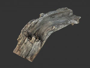 Uma se&ccedil;&atilde;o realista do tronco de uma &aacute;rvore Modelo 3D