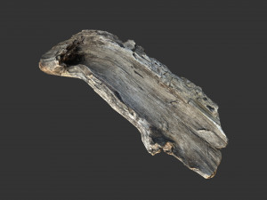 A realistic section of tree trunk 3D Model