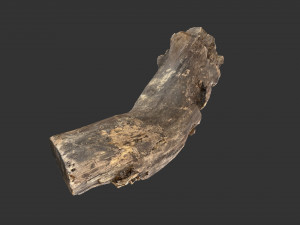 A realistic section of tree trunk 3D Model