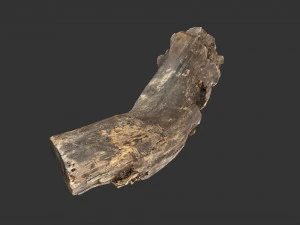 A realistic section of tree trunk 3D Model