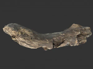 A realistic section of tree trunk 3D Model