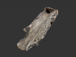 A realistic section of tree trunk 3D Model