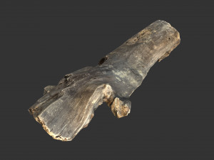 A realistic section of tree trunk 3D Model