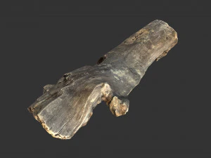 A realistic section of tree trunk 3D Model