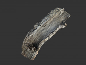 A realistic section of tree trunk 3D Model