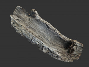 A realistic section of tree trunk 3D Model