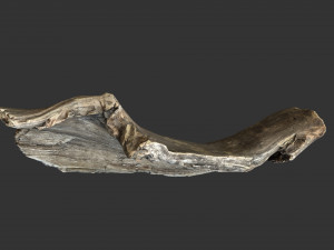 A realistic section of tree trunk 3D Model