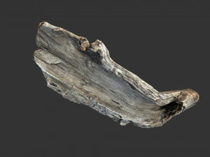 A realistic section of tree trunk 3D Model