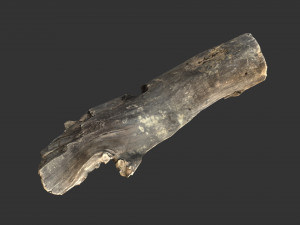 A realistic section of tree trunk 3D Model