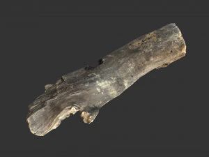 A realistic section of tree trunk 3D Model