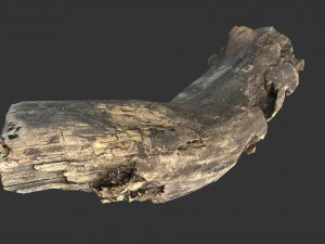 A realistic section of tree trunk 3D Model