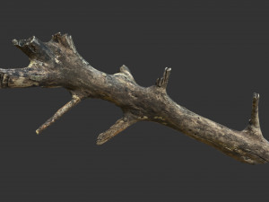 Realistic tree trunks with branches 3D 모델