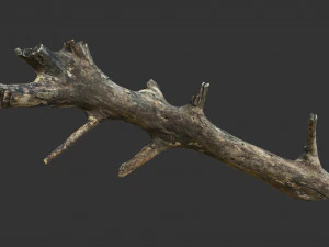 Realistic tree trunks with branches 3D Model