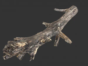 Realistic tree trunks with branches 3D Model