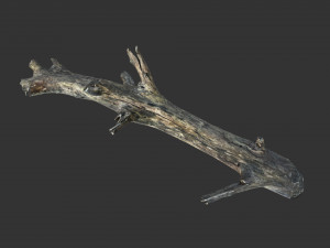 Realistic tree trunks with branches 3D 모델