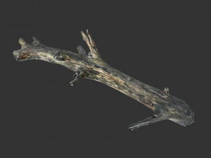 Realistic tree trunks with branches 3D Model
