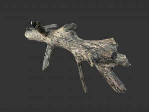 Realistic tree trunks with branches 3D 모델