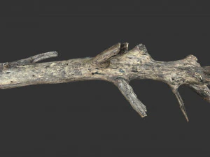 Realistic tree trunks with branches 3D Model