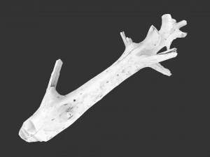 Realistic tree trunks with branches 3D Model