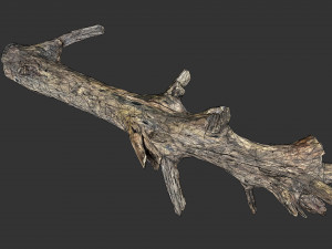 Realistic tree trunks with branches 3D 모델