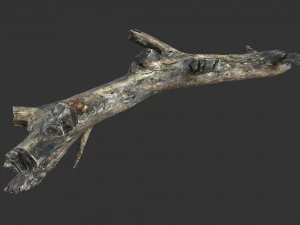 Realistic tree trunks with branches 3D Model