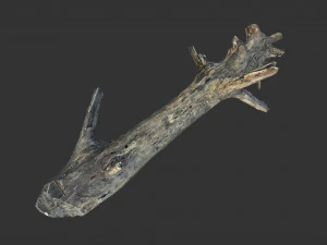 Realistic tree trunks with branches 3D Model