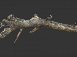 Realistic tree trunks with branches 3D 모델