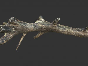 Realistic tree trunks with branches 3D Model